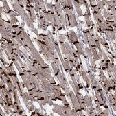 Monoclonal Anti-CDH2 antibody produced in mouse Prestige Antibodies&#174; Powered by Atlas Antibodies, clone CL3716, purified immunoglobulin, buffered aqueous glycerol solution