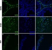 Anti-SUN2 Antibody, clone 3.1E clone 3.1E, from mouse