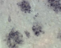 Anti-Presenilin-1 Antibody, NT, clone hPS1-NT culture supernatant, clone hPS1-NT, Chemicon&#174;