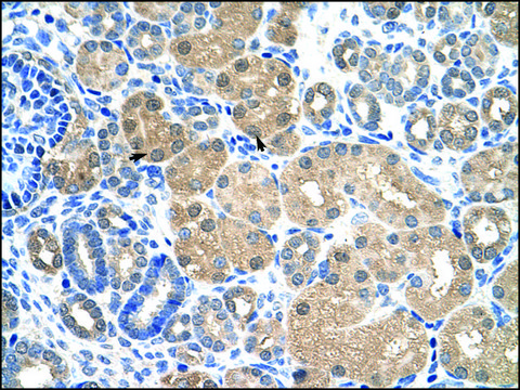 Anti-KEAP1 antibody produced in rabbit IgG fraction of antiserum