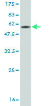 Monoclonal Anti-CD7 antibody produced in mouse clone 1B8, purified immunoglobulin, buffered aqueous solution