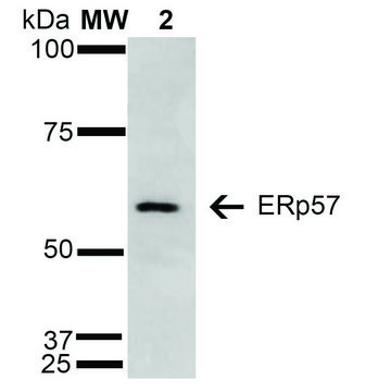 Monoclonal Anti-ERp57-PerCP antibody produced in mouse clone 4F9
