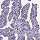 Anti-SPEF2 antibody produced in rabbit Prestige Antibodies&#174; Powered by Atlas Antibodies, affinity isolated antibody, buffered aqueous glycerol solution