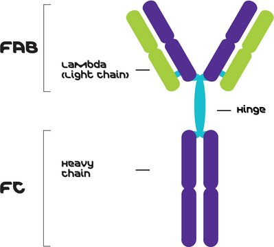 IgG3, Lambda from murine myeloma clone Y5606, purified immunoglobulin, buffered aqueous solution