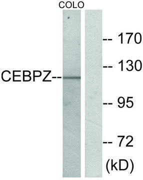 Anti-CEBPZ antibody produced in rabbit affinity isolated antibody