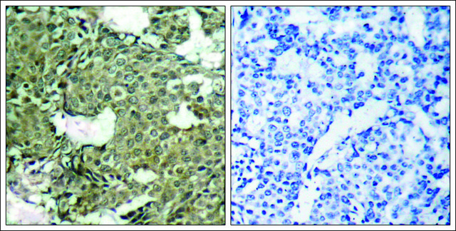 Anti-phospho-MAP2K1 (pSer221) antibody produced in rabbit affinity isolated antibody