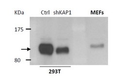 Anti-KAP-1/TRIM28 Antibody serum, from rabbit