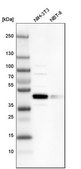 Anti-SMAP2 antibody produced in rabbit Prestige Antibodies&#174; Powered by Atlas Antibodies, affinity isolated antibody, buffered aqueous glycerol solution, Ab1