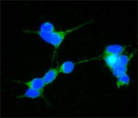 Anti-&#945;-Synuclein antibody produced in rabbit IgG fraction of antiserum, buffered aqueous solution