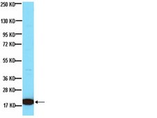 Anti-Histone Antibody, clone H11-4 clone H11-4, Chemicon&#174;, from mouse