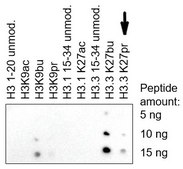 Anti-Histone H3K27butyrl