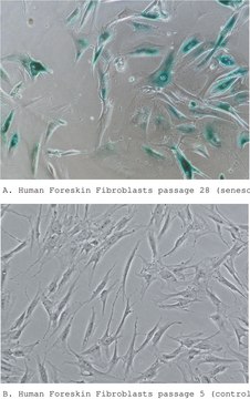 Senescence Cells Histochemical Staining Kit sufficient for 100&#160;tests