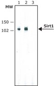 Anti-Sirt1 antibody, Mouse monoclonal clone SIR11, purified from hybridoma cell culture