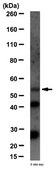 Anti-Dopamine D(1A) Receptor Antibody from rabbit, purified by affinity chromatography