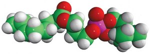 08:0 Lyso PC 1-octanoyl-2-hydroxy-sn-glycero-3-phosphocholine, powder