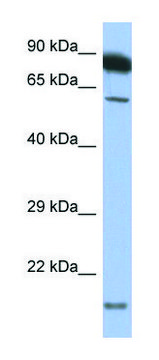 Anti-TNFRSF10A antibody produced in rabbit IgG fraction of antiserum