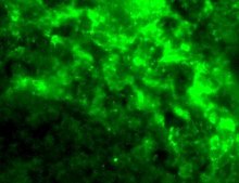 Anti-DC-SIGN antibody produced in rabbit affinity isolated antibody