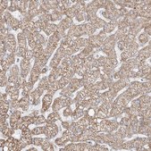 Anti-ETHE1 antibody produced in rabbit Prestige Antibodies&#174; Powered by Atlas Antibodies, affinity isolated antibody, buffered aqueous glycerol solution, ab3