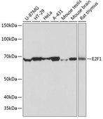 Anti-E2F1 Antibody, clone 5Z5U3, Rabbit Monoclonal
