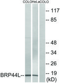 Anti-BRP44L antibody produced in rabbit affinity isolated antibody