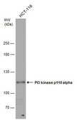 Anti-PIK3CA antibody produced in rabbit