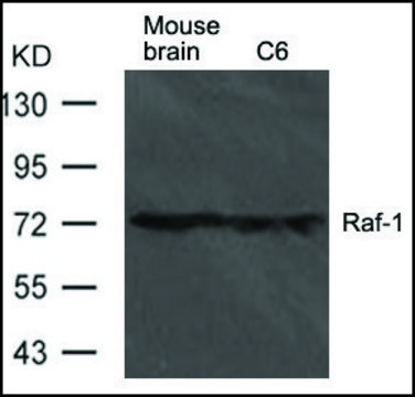 Anti-Raf1 antibody produced in rabbit affinity isolated antibody