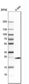 Anti-STX8 antibody produced in rabbit Prestige Antibodies&#174; Powered by Atlas Antibodies, affinity isolated antibody, buffered aqueous glycerol solution