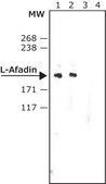 Anti-l-Afadin antibody produced in rabbit affinity isolated antibody, buffered aqueous solution