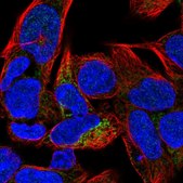 Anti-CA5B antibody produced in rabbit Prestige Antibodies&#174; Powered by Atlas Antibodies, affinity isolated antibody, buffered aqueous glycerol solution