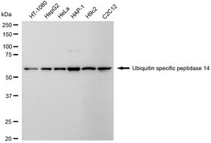 KD-Validated Anti Ubiquitin Specific Peptidase 14 Antibody, clone 24GB2190, Rabbit Monoclonal clone 24GB2190, recombinant rabbit monoclonal, expressed in HEK293 cells