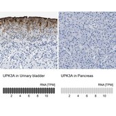 Anti-UPK3A antibody produced in rabbit Prestige Antibodies&#174; Powered by Atlas Antibodies, affinity isolated antibody, buffered aqueous glycerol solution, Ab3