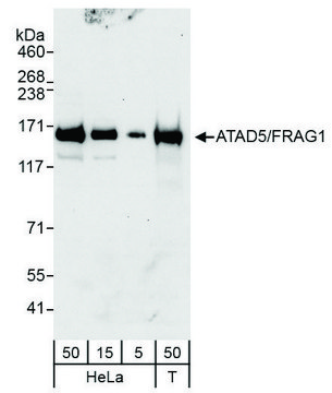 Rabbit anti-ATAD5/FRAG1 Antibody, Affinity Purified