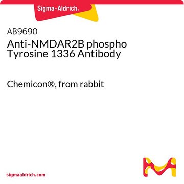 Anti-NMDAR2B phospho Tyrosine 1336 Antibody Chemicon&#174;, from rabbit