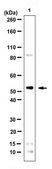 Anti-ESRRB Antibody from rabbit, purified by affinity chromatography