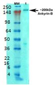 Monoclonal Anti-Gaba-B Receptor 2 - Atto 488 antibody produced in mouse clone S81-2, purified immunoglobulin
