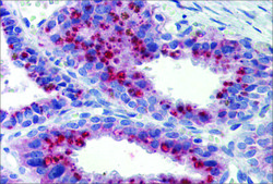 Anti-KCNK9 antibody produced in rabbit affinity isolated antibody