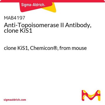 Anti-Topoisomerase II Antibody, clone KiS1 clone KiS1, Chemicon&#174;, from mouse