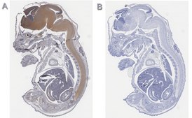 Anti-Tbr2 Antibody, clone 3M12, ZooMAb&#174; Rabbit Monoclonal recombinant, expressed in HEK 293 cells