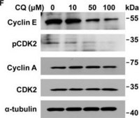 Monoclonal Anti-Cyclin A antibody produced in mouse clone CY-A1, ascites fluid