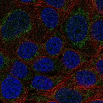 Anti-Cyp11B2 Antibody Produced In Rabbit Prestige Antibodies&#174; Powered by Atlas Antibodies, affinity isolated antibody, buffered aqueous glycerol solution