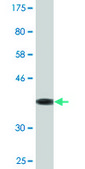 Monoclonal Anti-ZBP1 antibody produced in mouse clone 2C10, purified immunoglobulin, buffered aqueous solution