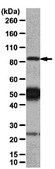 Anti-Heat Shock Protein 90&#945; Antibody from rabbit