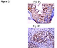 RIPAb+ PUM2 Antibody from rabbit, purified by affinity chromatography