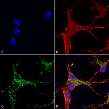 Monoclonal Anti-Mglur1/5 - Atto 488 antibody produced in mouse clone S75-33, purified immunoglobulin