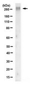 Anti-Fibronectin Antibody, cell binding domain Antibody, clone P1H11 clone P1H11, from mouse
