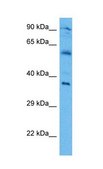 Anti-Irf1 antibody produced in rabbit affinity isolated antibody