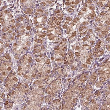 Anti-ORAI2 antibody produced in rabbit Prestige Antibodies&#174; Powered by Atlas Antibodies, affinity isolated antibody, buffered aqueous glycerol solution