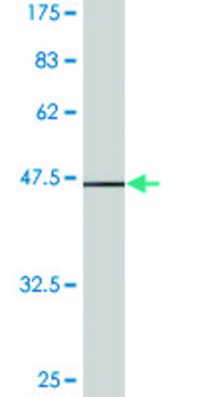 Monoclonal Anti-STMN1 antibody produced in mouse clone 3A9, ascites fluid