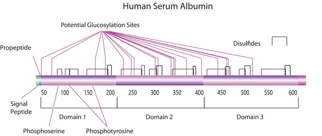 Albumin human Cellastim S&#8482;, recombinant, expressed in rice, lyophilized powder, suitable for cell culture, low endotoxin, &#8805;96% (SDS-PAGE)