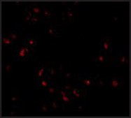 Anti-LIS1 antibody produced in rabbit affinity isolated antibody, buffered aqueous solution